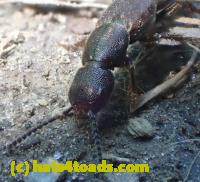 /home//u458753944/public_html/sourcegallery////////////////Insects and small critters/beetles (Coleoptera)/P5270586.JPG